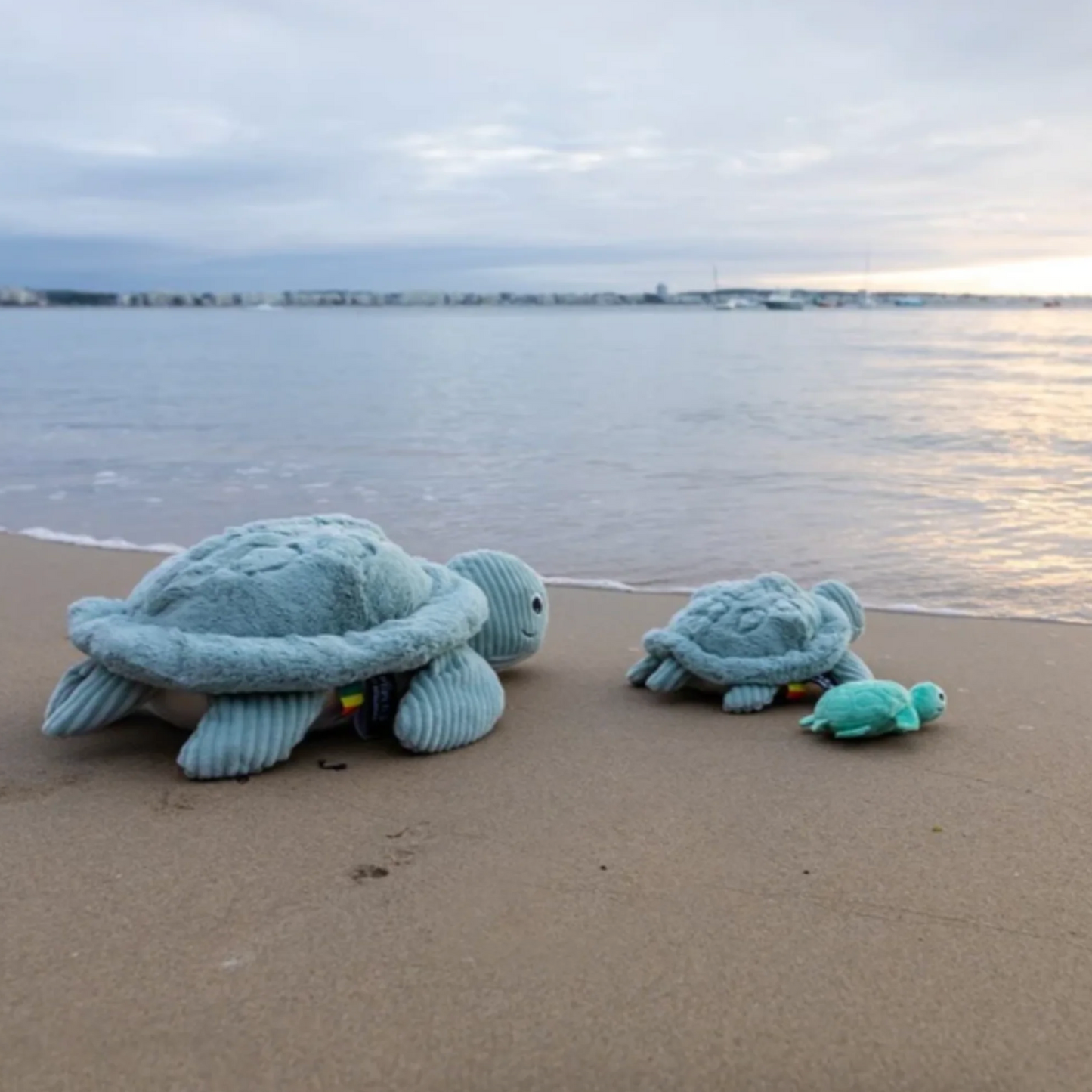 Sauvenout the Turtle, Mum & Baby