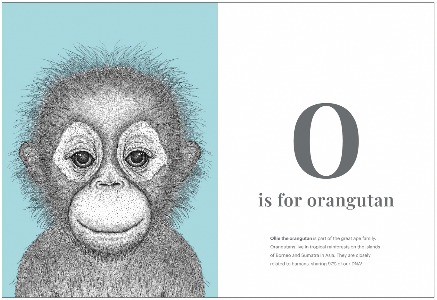 The Animal Alphabet